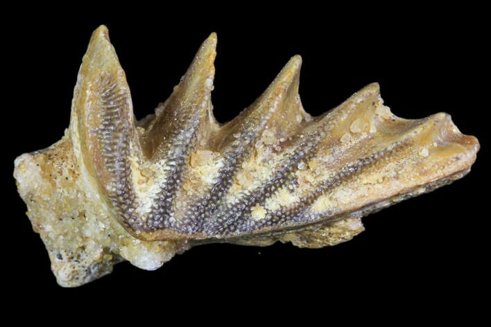 Cretaceous Lungfish (Ceratodus) Tooth Plate #81183